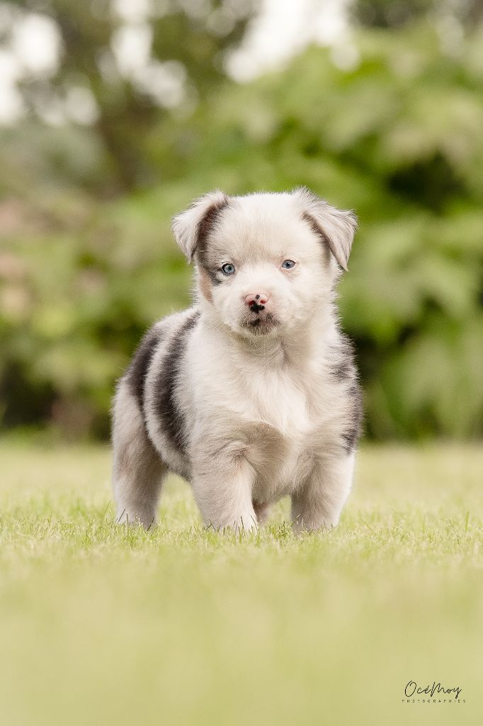 CHIOT